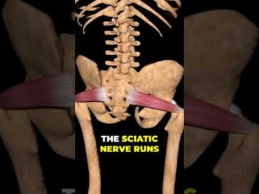What&39;s Really Causing Your Butt and Leg Pain   The Shocking Truth