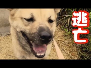 【犬が逃げた時】対処方法　（リメイク版）