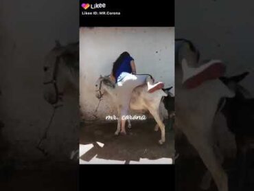 حمار وامراة