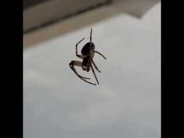 home spider p.1