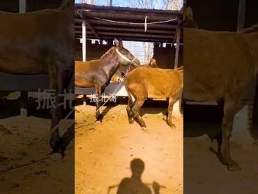 Funniest Donkey Ever Donkey Training the fun way 15