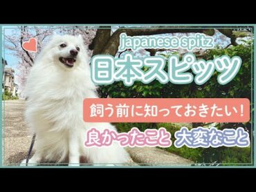 日本スピッツってどんな犬？飼う前に知っておきたいこと  What kind of dog is a Japanese Spitz? What you need to know.