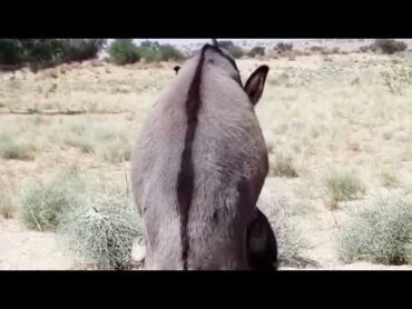 Started Donkey Mating🦄  Heavy Donkey First Time Meeting  Donkey Mattingdonkey donkeylovers