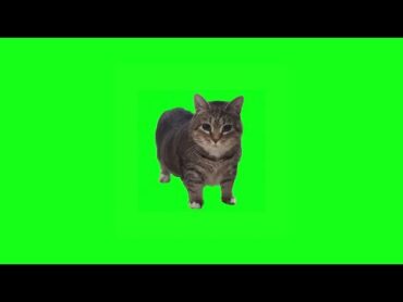 W&W  OIIA OIIA (Spinning Cat)