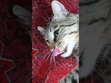 تا حالا چونه کوچولو دیده بودی 😭 گربه زیبایی خوشمزه cat cats funny