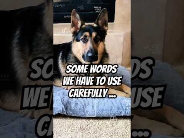 🐾🐶 😂What words you have to use carefully in your house?🐾🐶 😂   funny germanshepherd funnydogsvideo