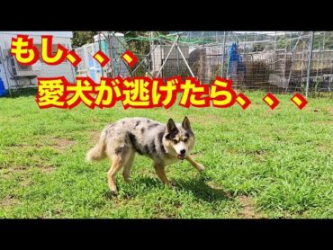 【愛犬逃亡】犬が逃げて捕まらない‼️対処と捕獲方法を経験と実績からお伝えします！（ライブ切取り）