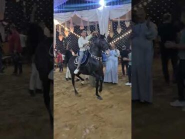 رقص خيل  مستر فخر و احمد محمد خلف 2022