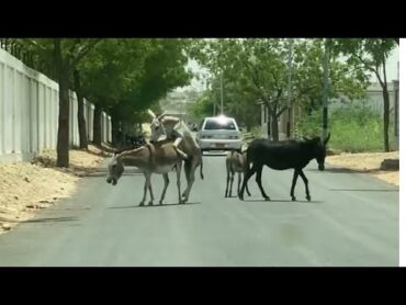 Animals Living 🦓❤️foryouanimalsdonkeyviralnewanimalsmeetingshortvideoshortsvideoshort