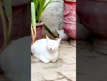 Cute cat moments 😻😹cutecat cutebaby fun subscribeformore