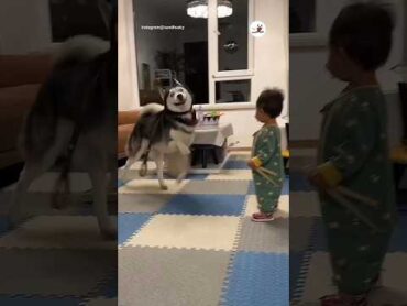 舞い上がってしまったハスキー｜PECO シベリアンハスキー 大型犬 愛犬家 大型犬のいる生活 siberianhusky dog huskylove huskylife