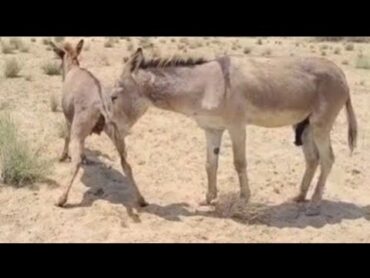 تزاوج الحمار والحمارة  موسم تزاوج الحميرDonkey mating Process full video