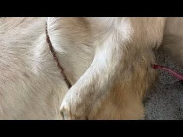 goat mating proces// show goats mate // تزاوج الحيوانات
