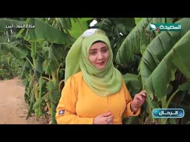 رحلة إلى مزارع الموز في أبين طائر السعيدة3