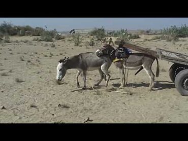 donkey is excited for matting @Asad AD4 donkey donkeykong matingseason
