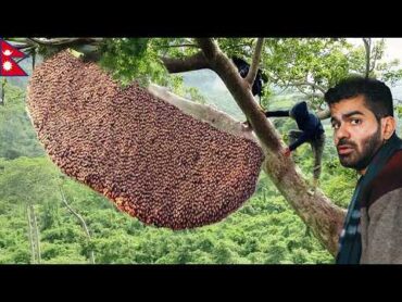 جربت عسل الهلوسة  الأخطر و الأغلى بالعالم 🇳🇵