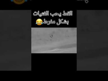 أصبحنا عائلة😂😂القط الأسود يتفاجئ بالفيتات😶نمرة بنفسجية(تصميم ميراكلس الدعسوقة والقط