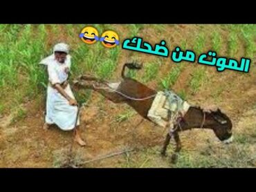 اشبع ضحك 🤣🤣 حمار قبيح يركل صاحبه طرائف مضحكة جدا جدا 2022 ضحك