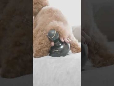 マッサージ器の使い方を完全に間違えてしまっている犬 Shorts