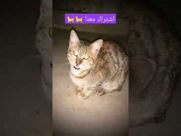 صوت قطة 🐈 قطط تنادي علي بعض 🐈 شاهد اصوات القطط يتكلمون 🐈 القطط يتحدثون مع بعضهم شارك معنا  shorts