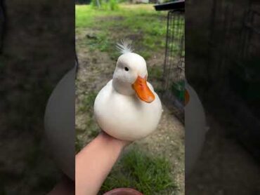 Duck sound صوت البطه 🐥  Duck فرخ بط