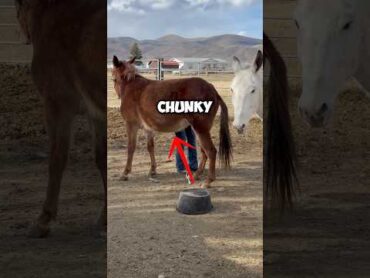 It’s A WinWin! 😊🙌🏼 horse farmanimals mule donkey horses