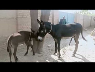 donkey meeting in village home foryou ytshorts youtubeshorts trending donkey donkeysanctuary