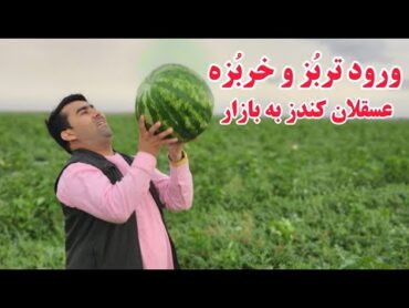 ورود تربُز و خربُزه عسقلان کندز به بازار  نخستین خربُزه و تربُز شیرین عسقلان را نوش جان کردیم