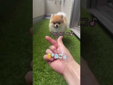 あごのせ大使✨pomeranian ポメラニアン きなこ 小型犬 dog कुत्ता विभिन्न shorts 芸 あごのせ