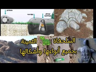 "تحليل إشارة السلحفاة الثمينة بجميع حالاتها وأنواعها  مفتاح الوصول للكنوز المخفية"