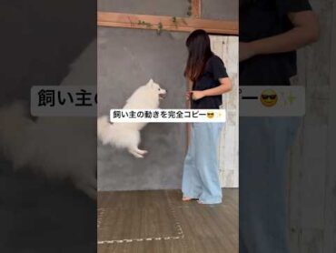 飼い主の動きを完全コピー😎✨　日本スピッツ 犬