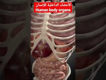 أعضاء الإنسان الداخلية