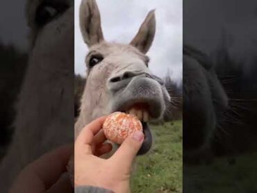 حمار ياكل برتقال  حمار donkey  تربية الحيوانات  فرس اصيل  تربية الخيول