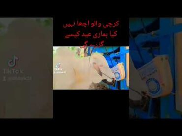 کراچی والوں سے اچھا نہیں کیا ہماری عید کیسے گزرے گی جانور واپس کراچی سے answer 😭😭😭🐂🐂🐂🐂