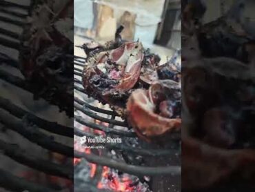 براد شاي مع القماري اكسبلور زافير chicken animals المراره birds funny خيل pigeon nature