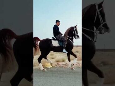 خيل عربي اصيل  رقص خيل بطريقه جميله انظر الى تركيز الفارس ماشاءالله shorts arabian horse horse