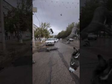 بارش الاغ Donkey Rain🐴 ایران donkey cgi vfx  funny  rain