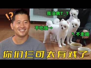 主人養了兩條怪狗，一只不吃飯一只不走路，訓犬師卻說它們裝的