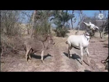 حمار هائج وساخن جدا يريد قتل هذه الحمارة الصغيرة بقظيبه الضخم 🤭🤭🤭