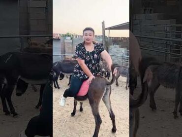 A big girl rides a donkey for the first time!