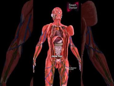 Discover the Secrets of Your Body  Top Anatomy Video ✨🫀