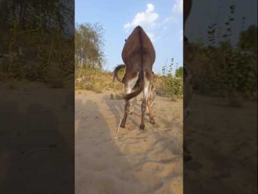 donkey animals foryou youtubeshorts pets