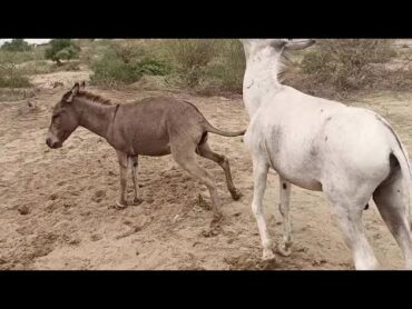 Donkey mating  Donkey breeding  donkeyanimalsmatingshowanimalsbreedingdonkeybreeder