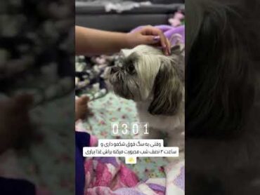 اینم یه نمونه کوچولو که نصف شبی فقط دوس داره بخوره 😍😁❤️ animal pets شیطون puppy cutepet shortv