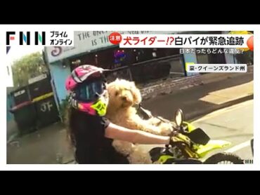 “犬がバイクを運転？”オーストラリアで白バイの警察官が追跡…腕の間に動物を乗せて運転したとして女性ライダーに約3万5000円の反則金