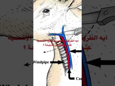 ايه الطريقة الصحيحة لذبح الاضحية عشان منعذبش الذبيحة ؟