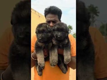 German shepherd puppies for sale 8143885441