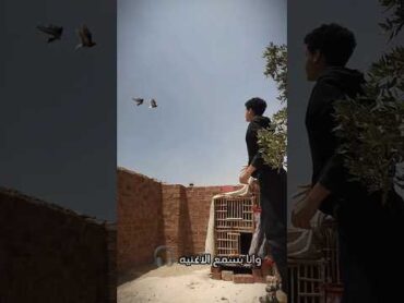 شوف حصل إيه مع الحمام فوق السطح 😱🕊️ shortvideo shorts