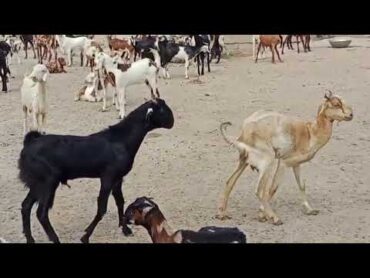Mating season Goat mating