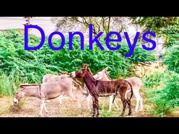 Donkeys🦓❤️animalsshortvideodonkeyshowdonkeyviralvideovideoviralshortsviralshortvideo s